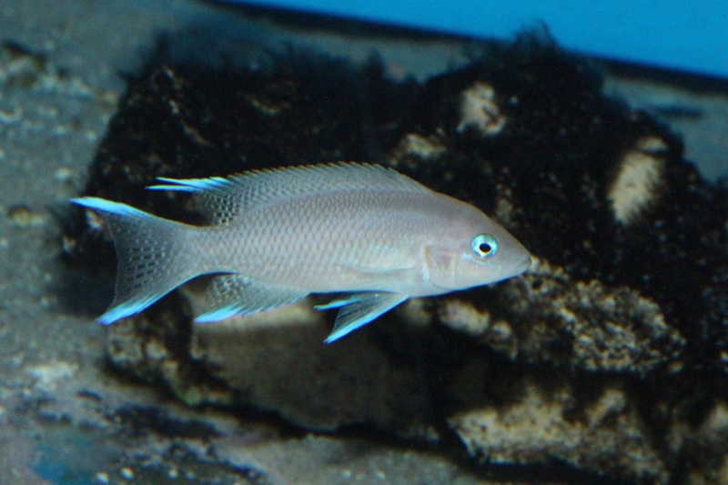 Neolamprologus marunguensis